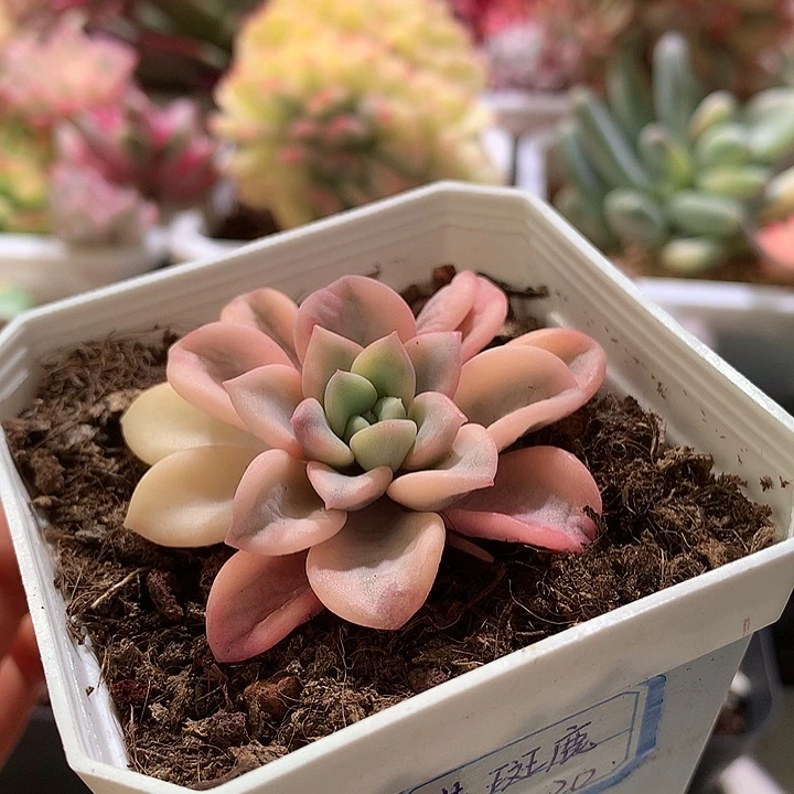 花斑鹿锦腹轮锦锦