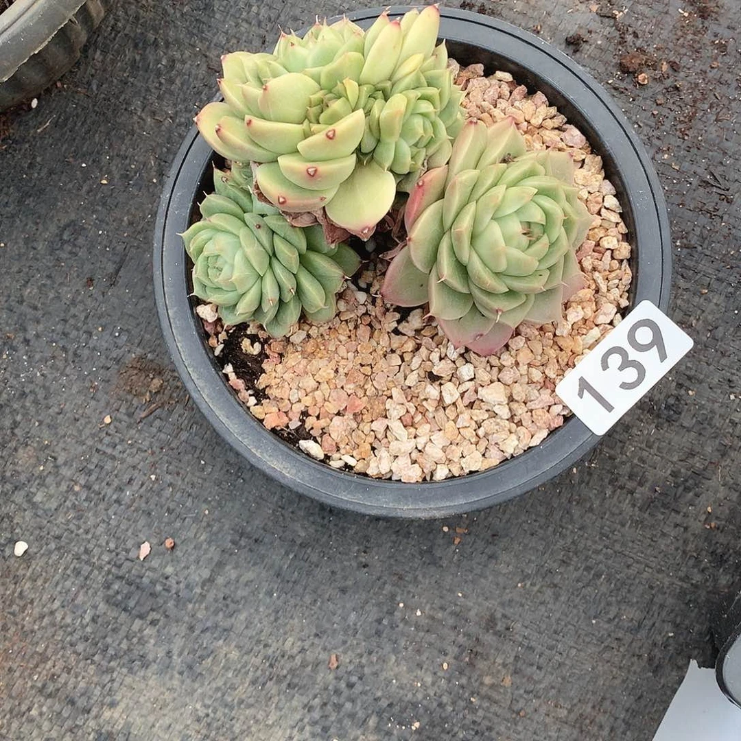 139 一物一拍多肉