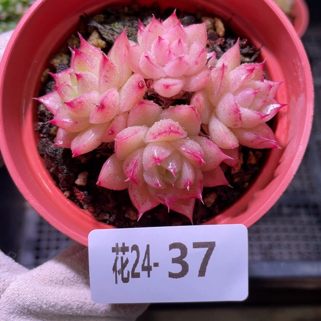 花利美24-37麦秆群