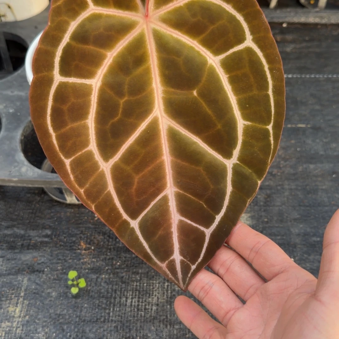 完全开放红水晶杂南美