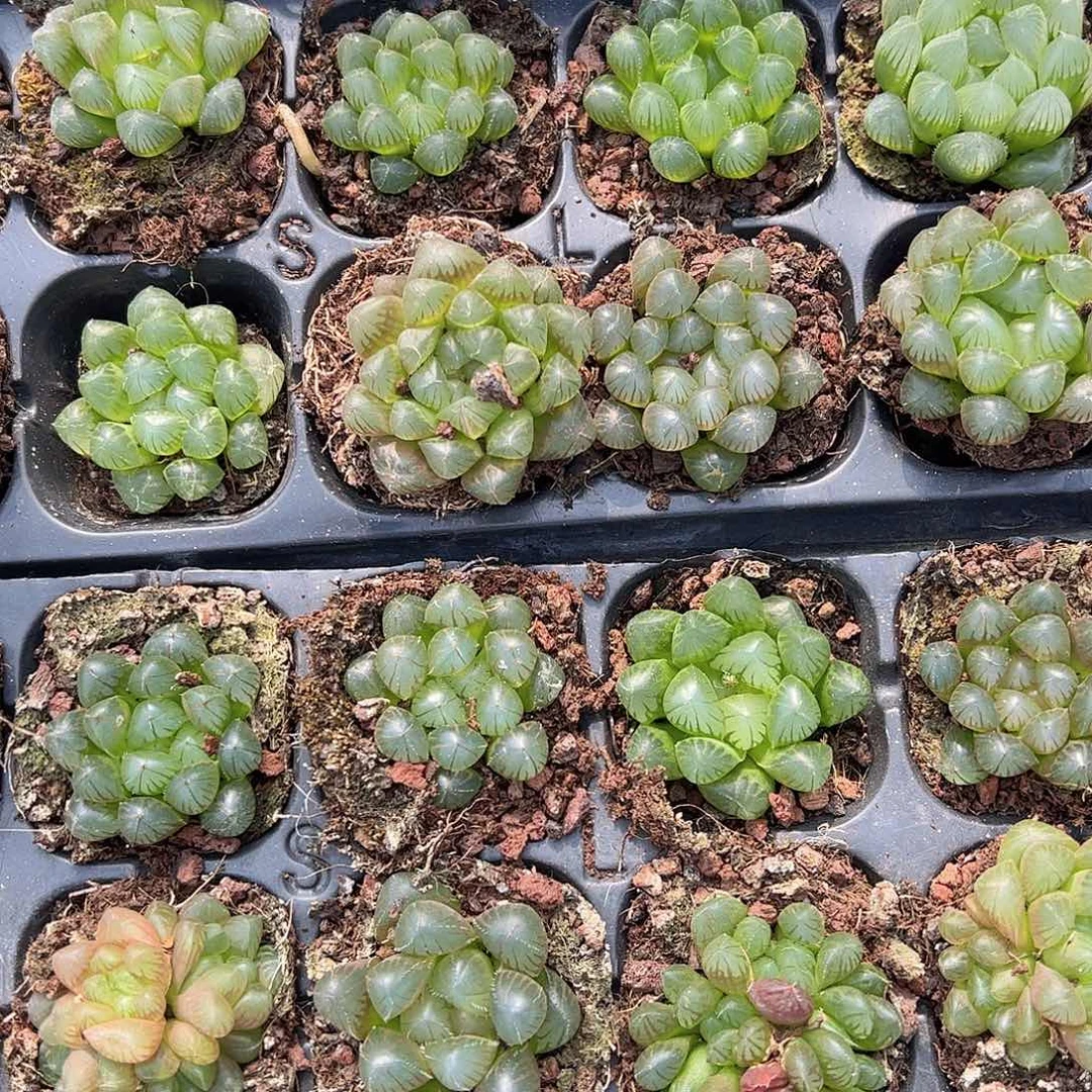 直播福利一物一拍102