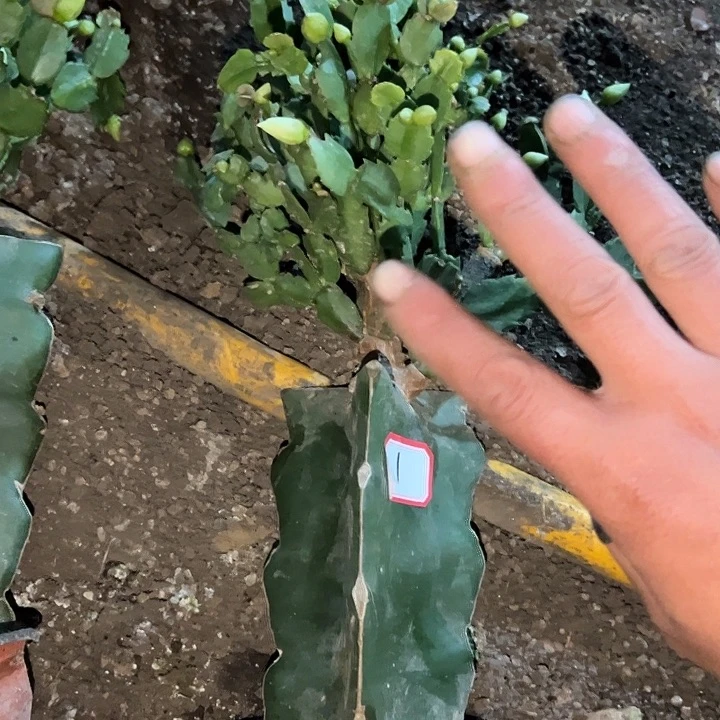 .1号脱盆返祖白重
