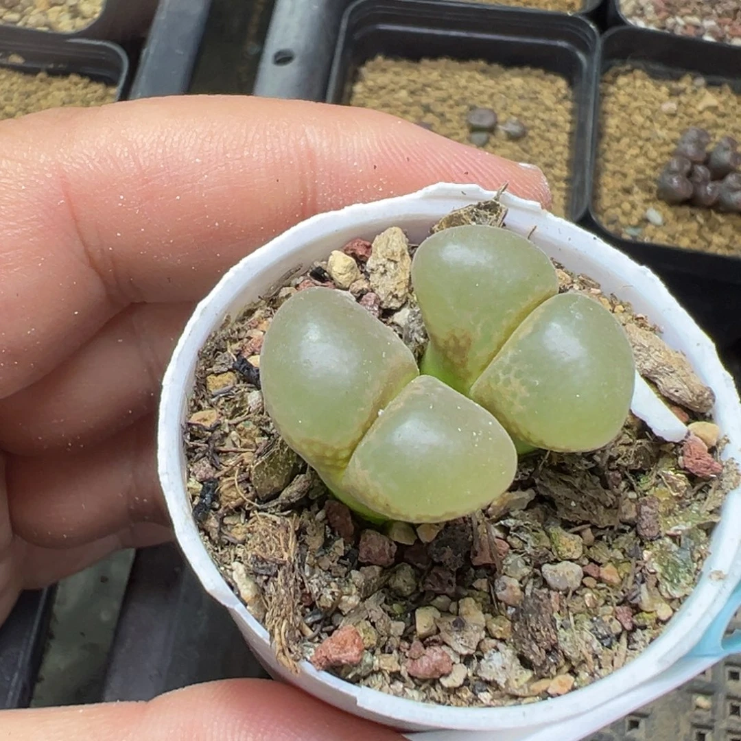 7-29肉锥多肉植物