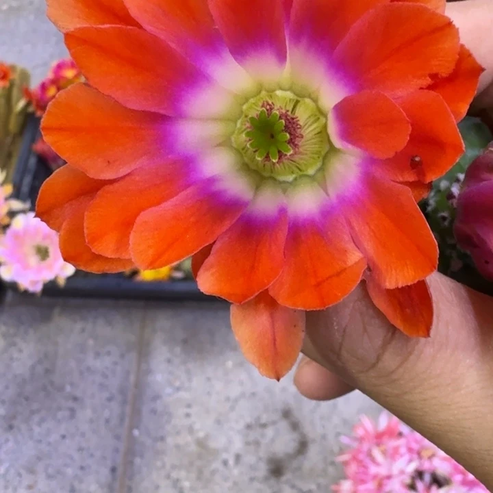 329橘水仙一个无根侧牙软，20包邮