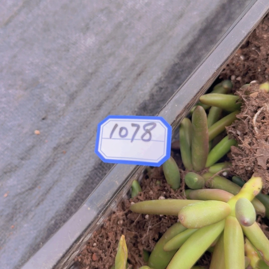 1078椰子树凡艺多肉6棵