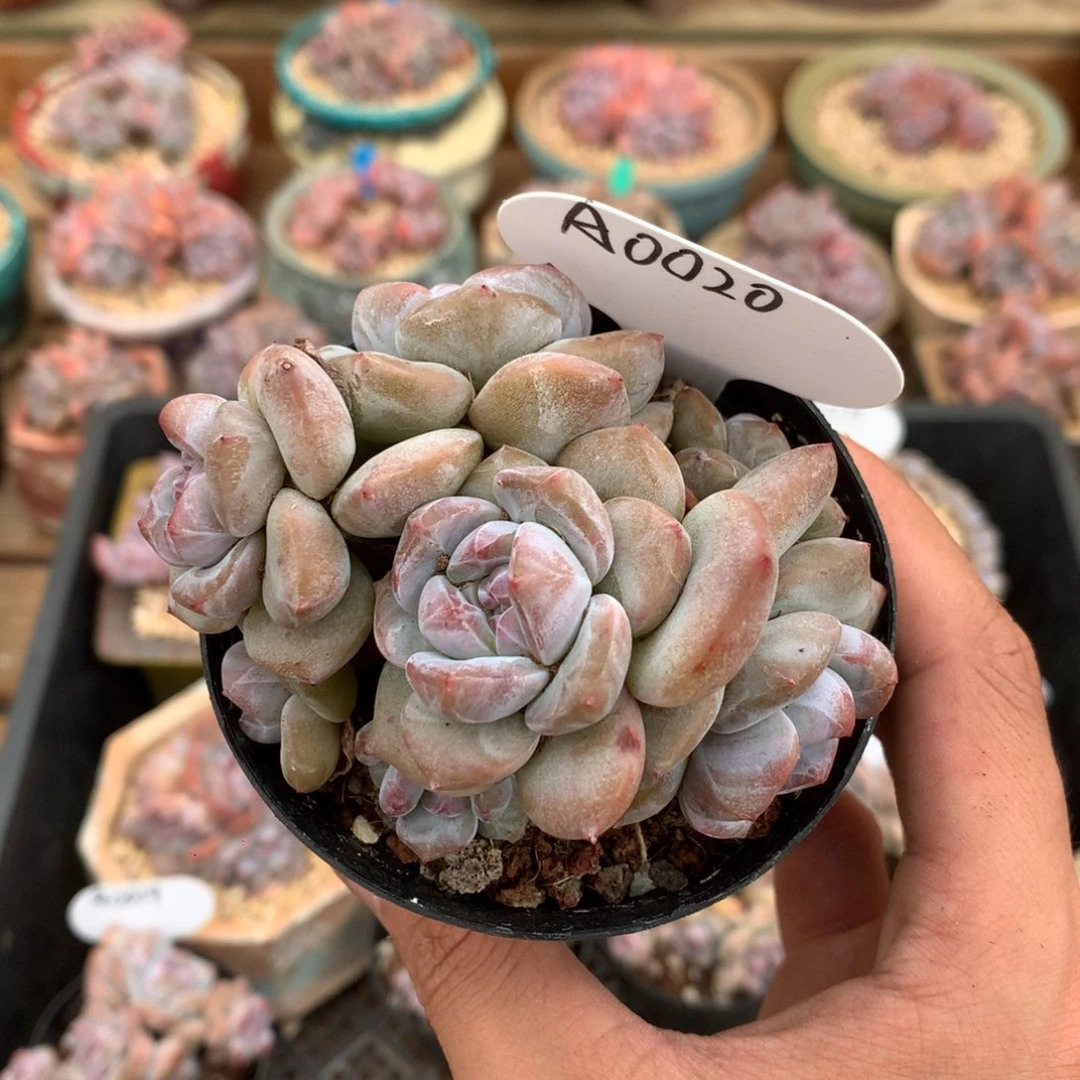 A0020 突尼斯 有砍 8.5cm