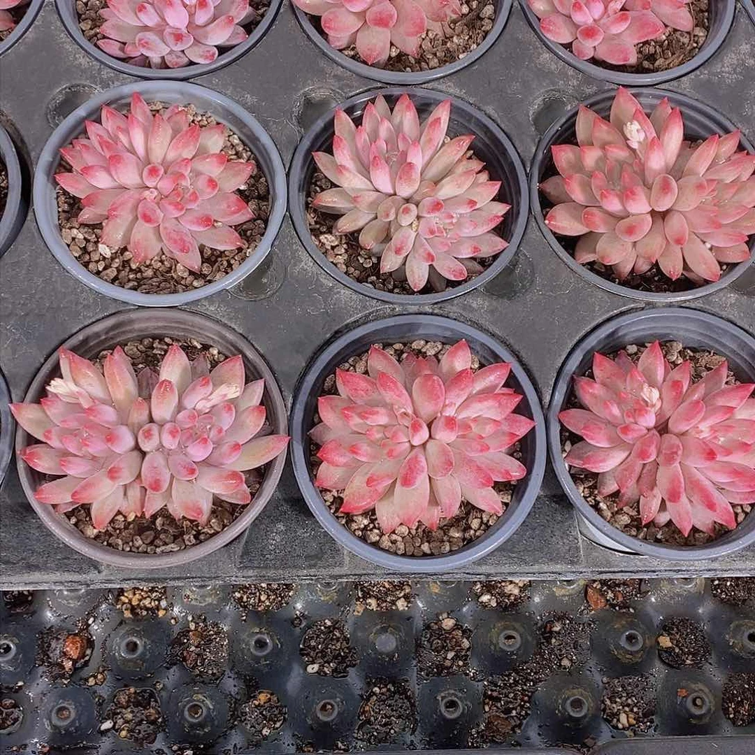 0131-车厘子大双头一颗 量拍