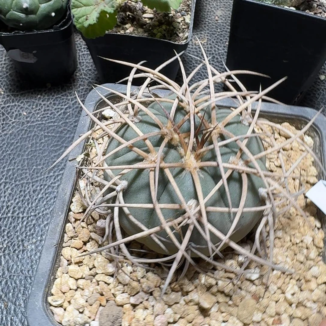 3***叔447光琳玉脱土发货