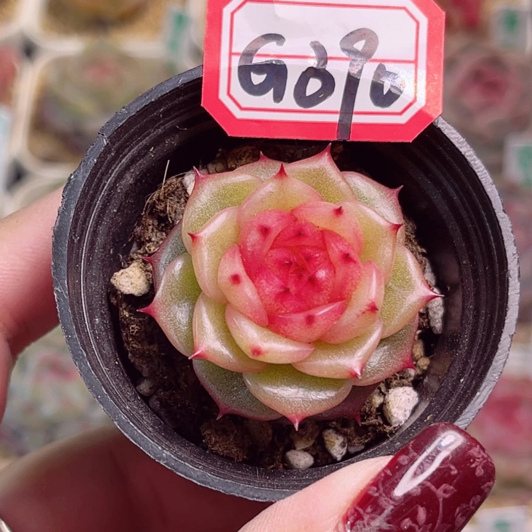 白*子G390一物一拍 玉玲珑