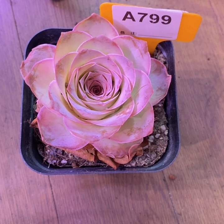 曦***山地玫瑰一物一拍799