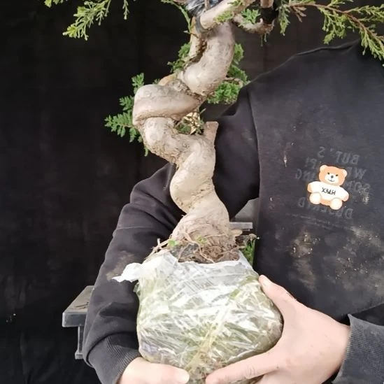 方***圆无花朵好好好好好好好好好