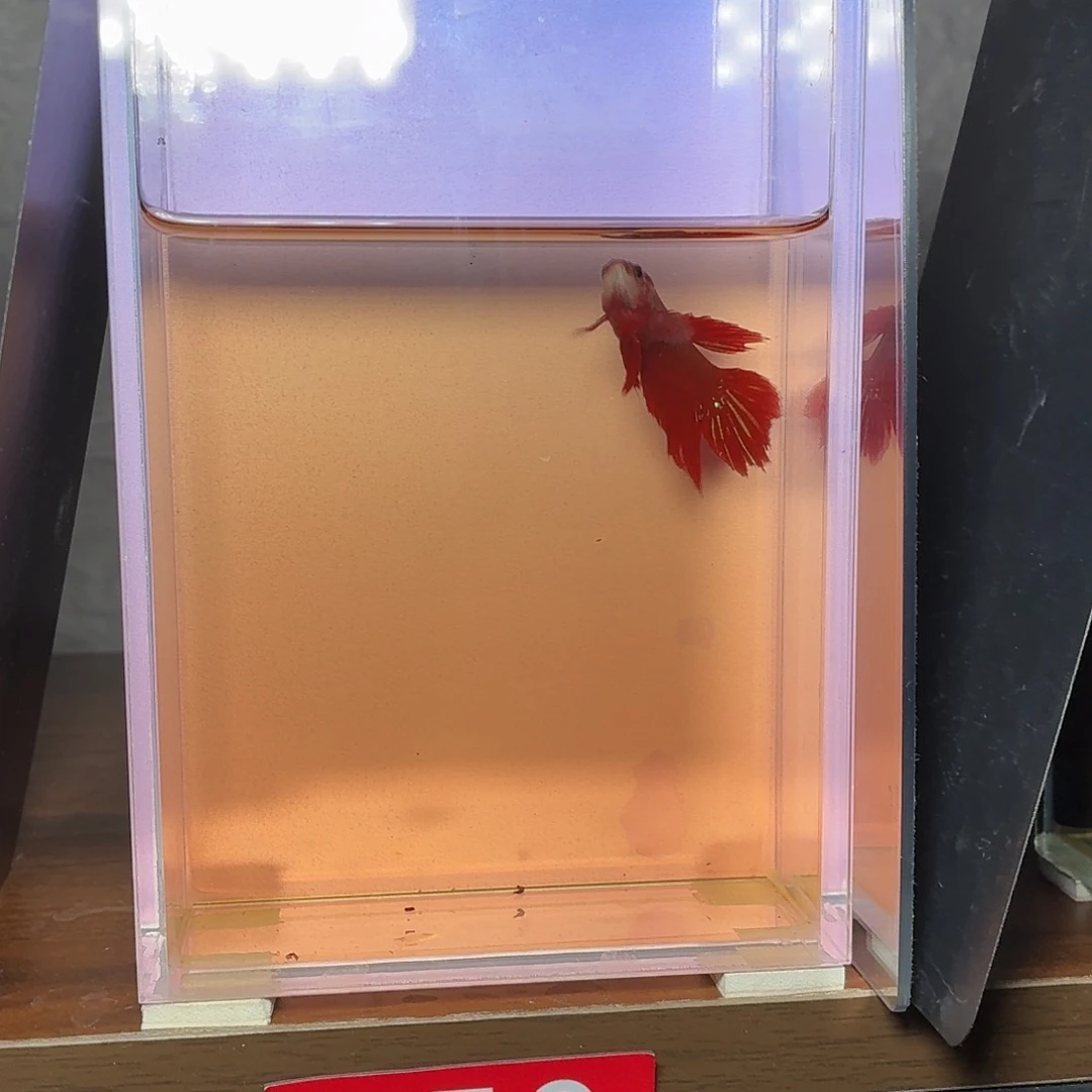 斗鱼彩金半月母鱼