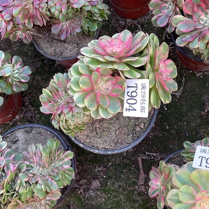 904荔枝缀   多肉植物