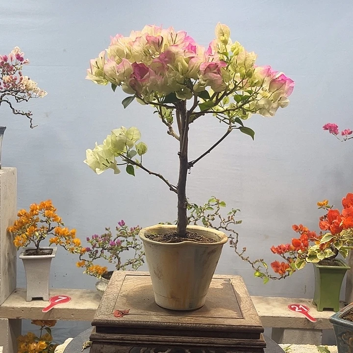 完全开放三角梅一物一拍