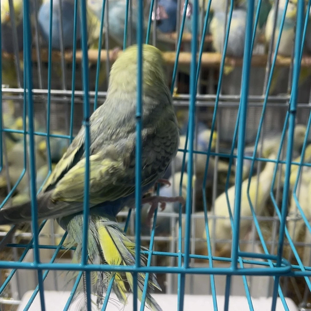 虎皮鹦鹉金彩鹦鹉