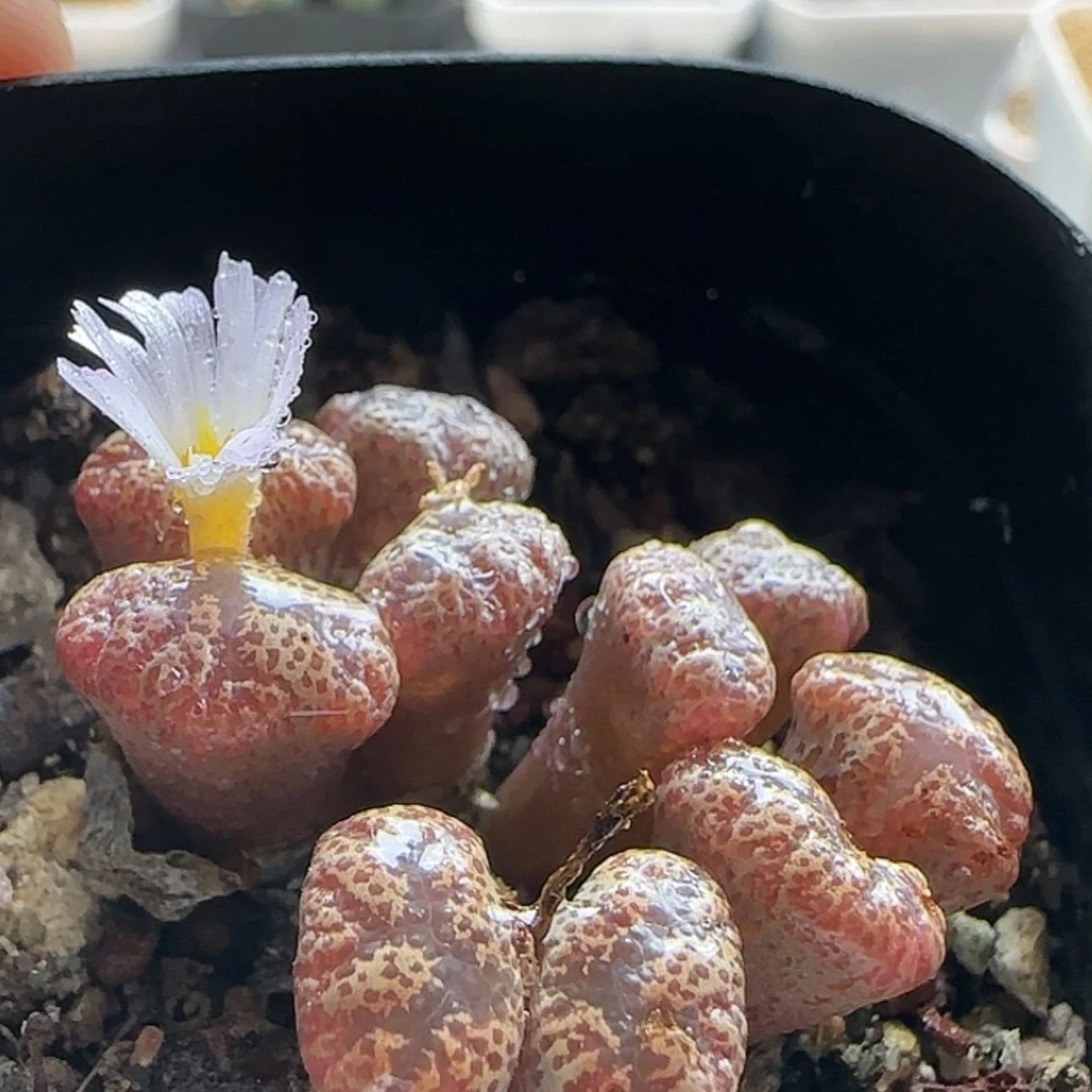 【闪购商品】18330粉花勋章
