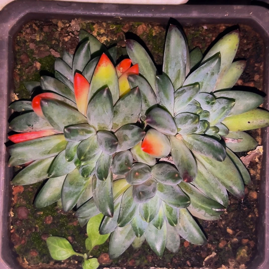 桔云多肉美人精品系列