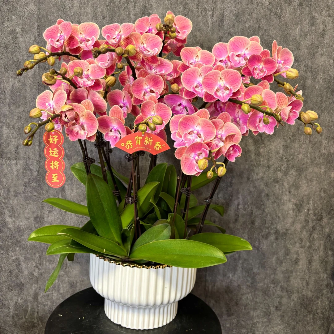 【唯美-蝴蝶兰】鲜花绿植 中式 禅意 盆栽 送礼装饰 年宵花