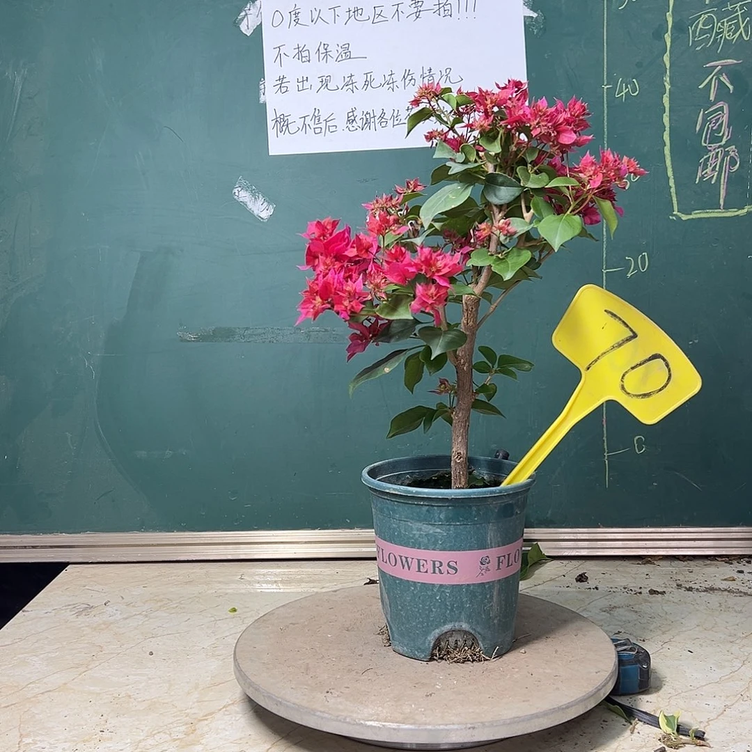 完全开放重瓣红70