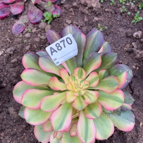 多肉植物流星雨捧花
