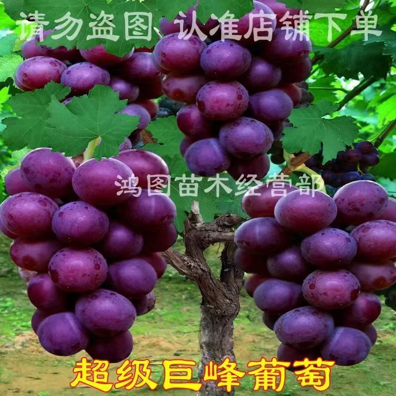 【一物一拍】葡萄树苗不搭架子不爬藤阳台盆栽庭院地栽当年结果抗寒