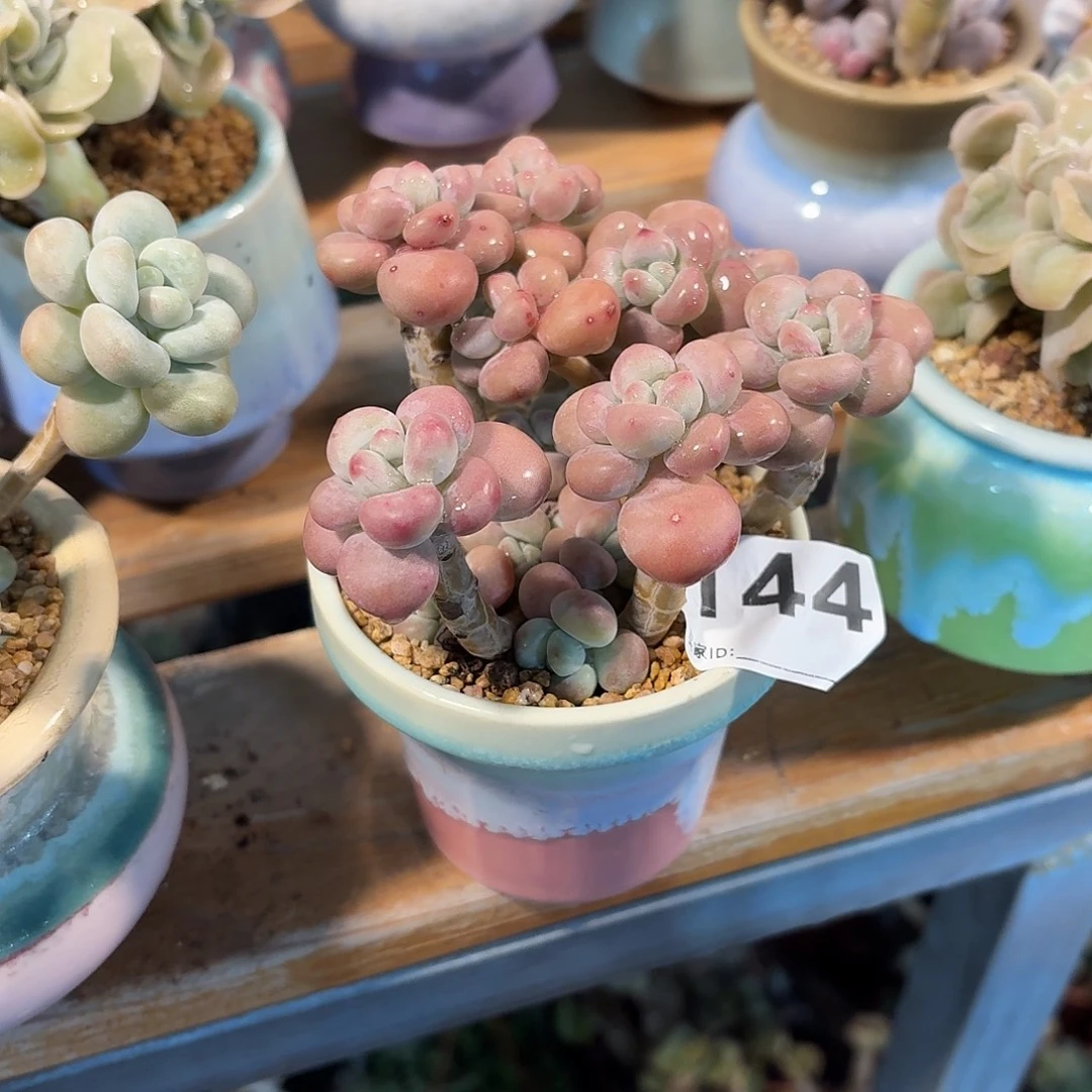 1***6洛神杂交带盆发货144