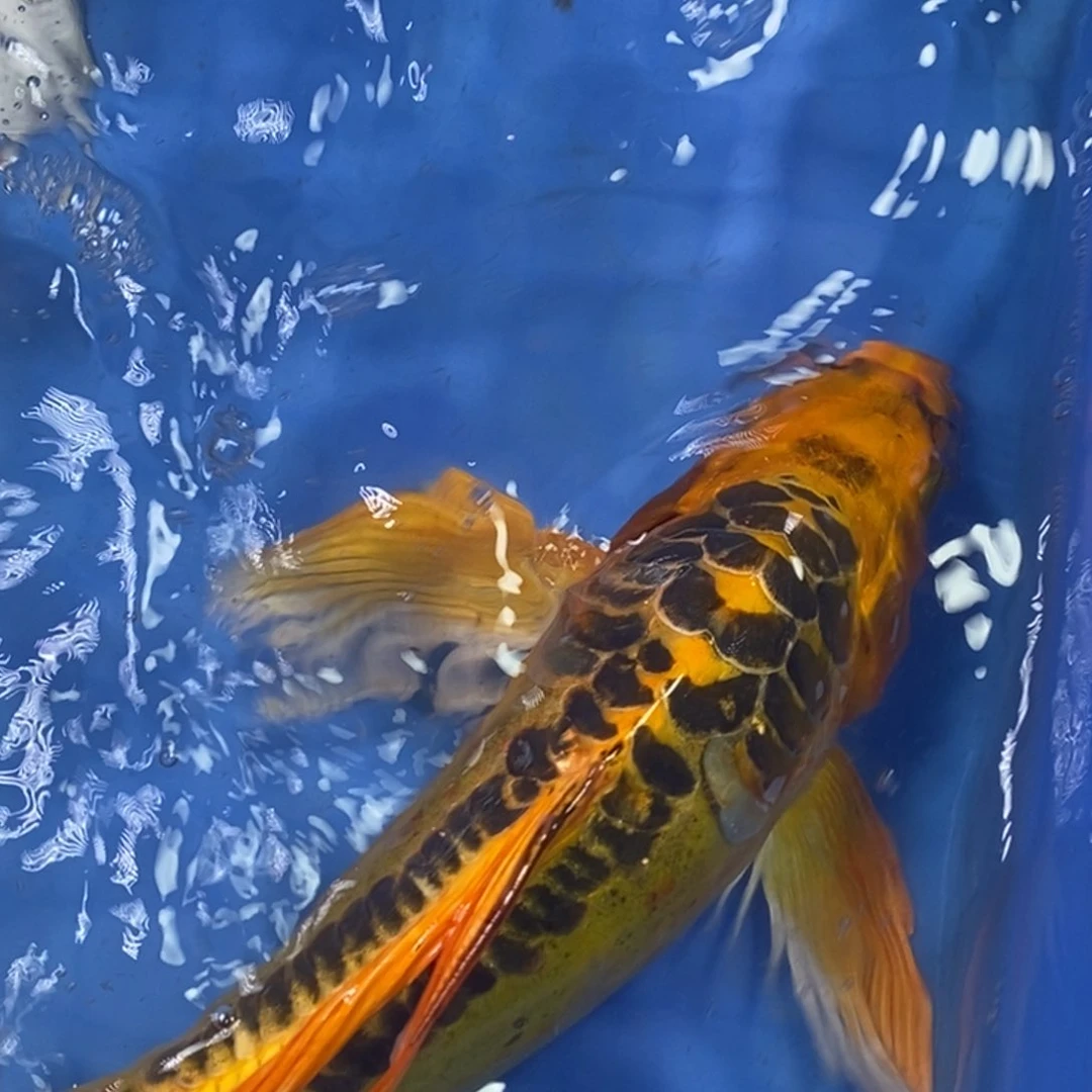 锦鲤冷水锦鲤包邮
