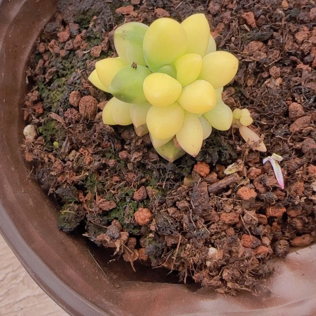591千代田锦多肉植物