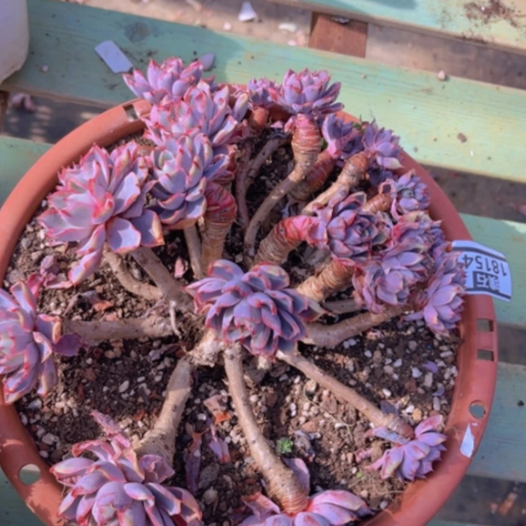 【闪购商品】赫拉处理18154