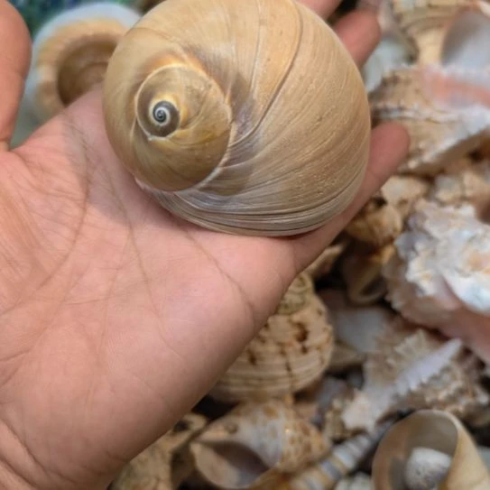 石材天然海螺贝壳寄居蟹替换壳