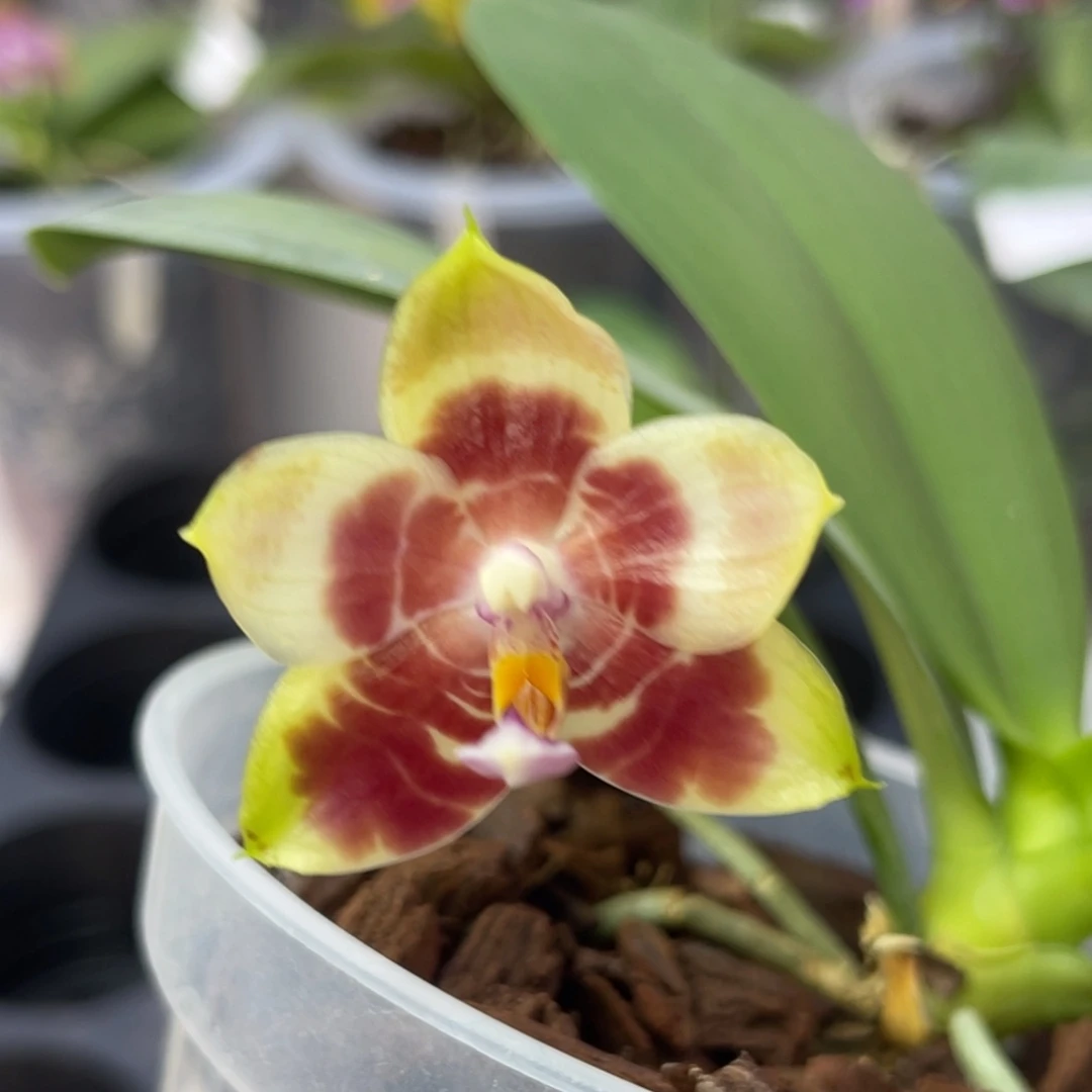 完全开放969 4寸弥陀AMM49 叶瑕疵 福利 一物一拍