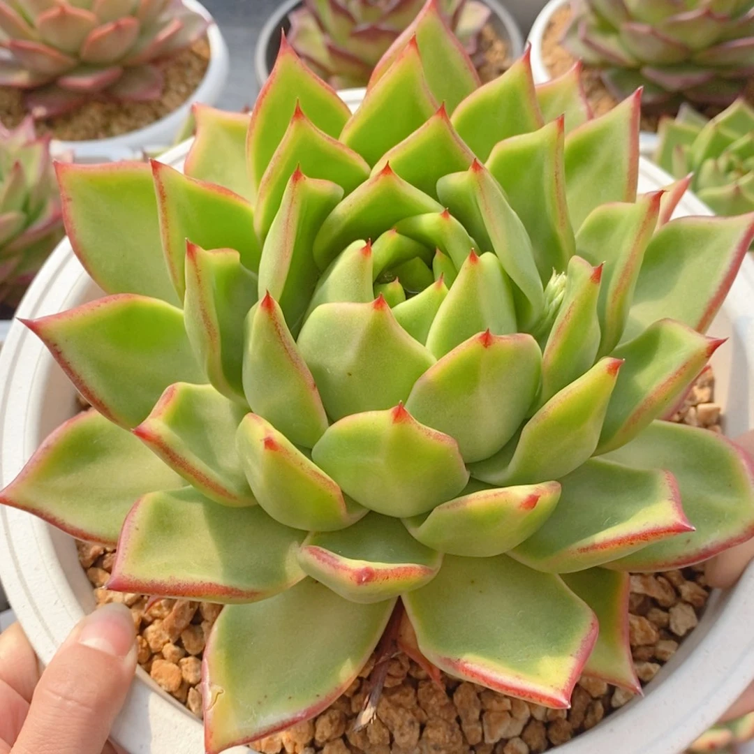 205 号东云系多肉植物