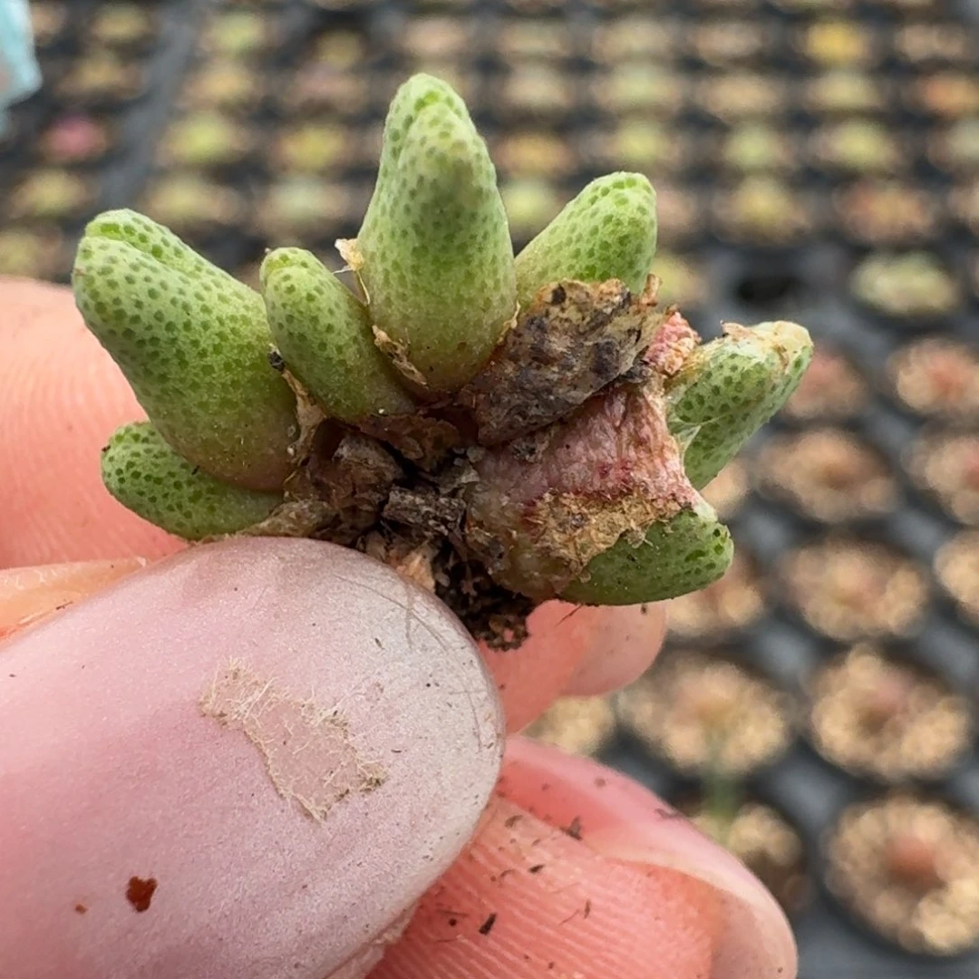 485斑马7头00000000