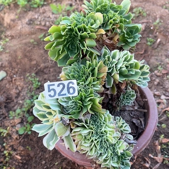 名***啥多肉植物一个法师526