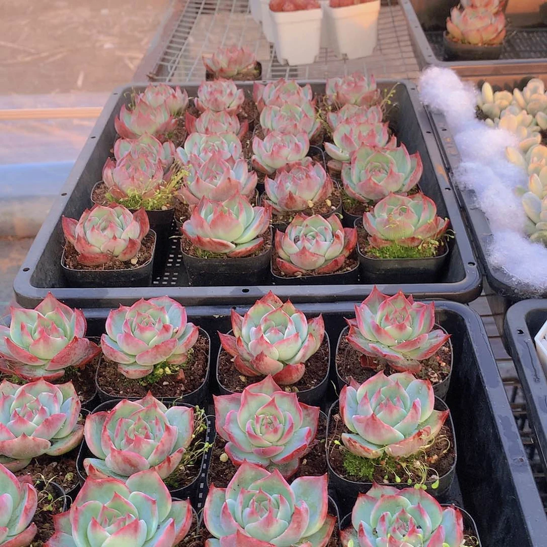 惊鸿仙子24672357788999