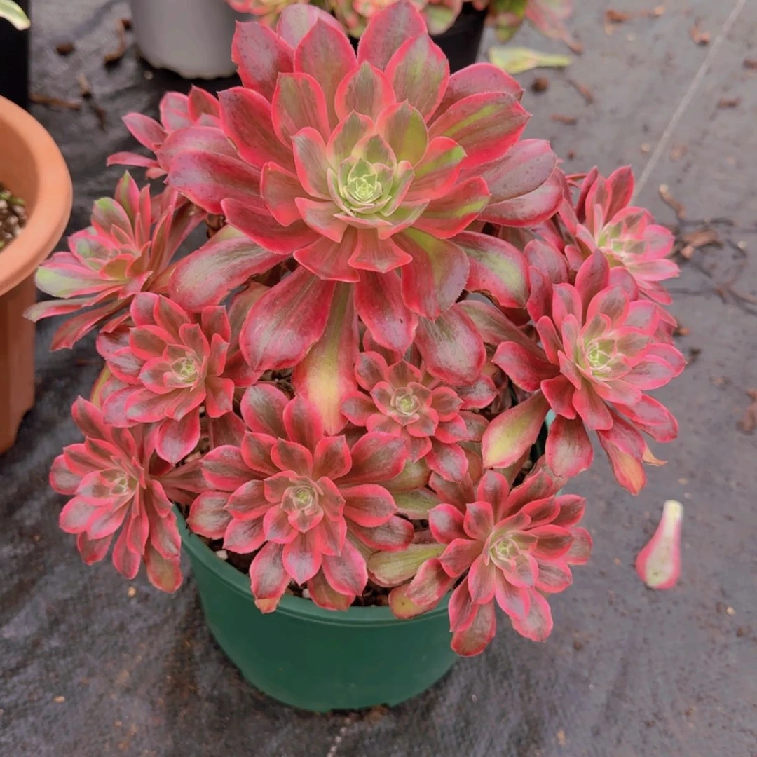 精品多肉植物128