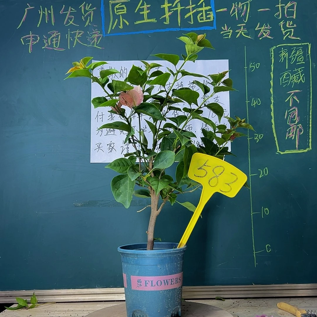 当前无花栽培后可以开花下播 不甜西瓜 583