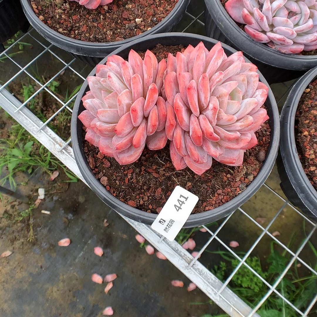 441梦露多肉植物666