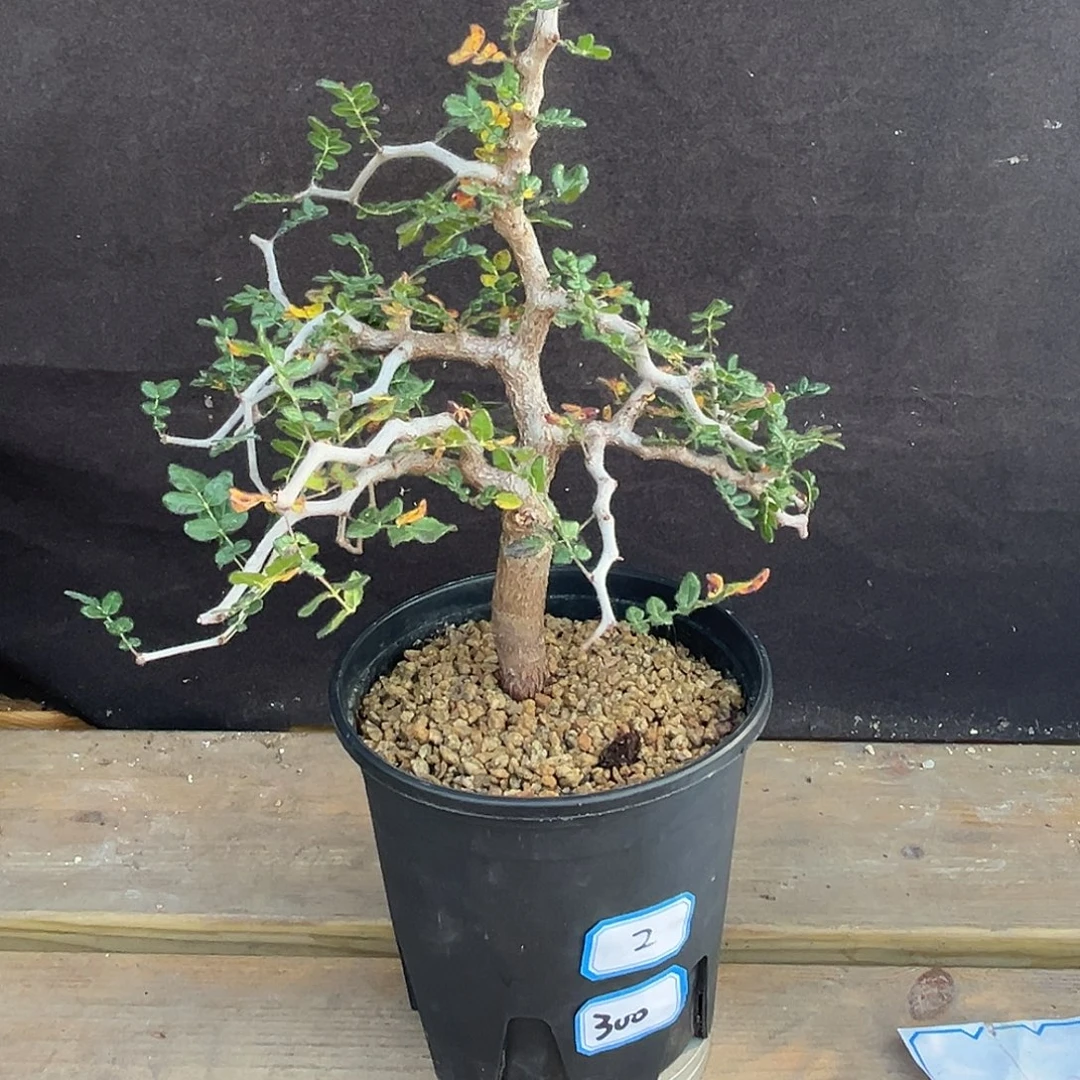 汤圆植物滔天树型好看