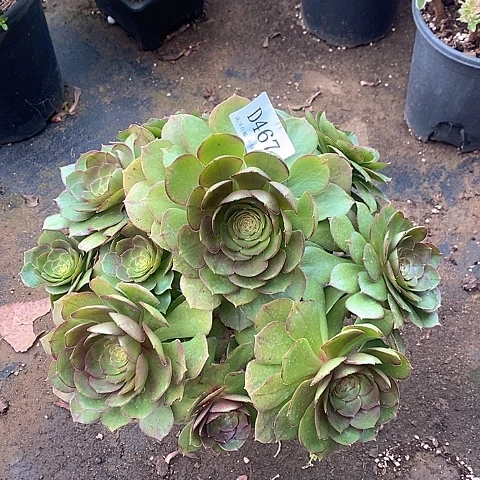 467万圣节沙拉碗多肉