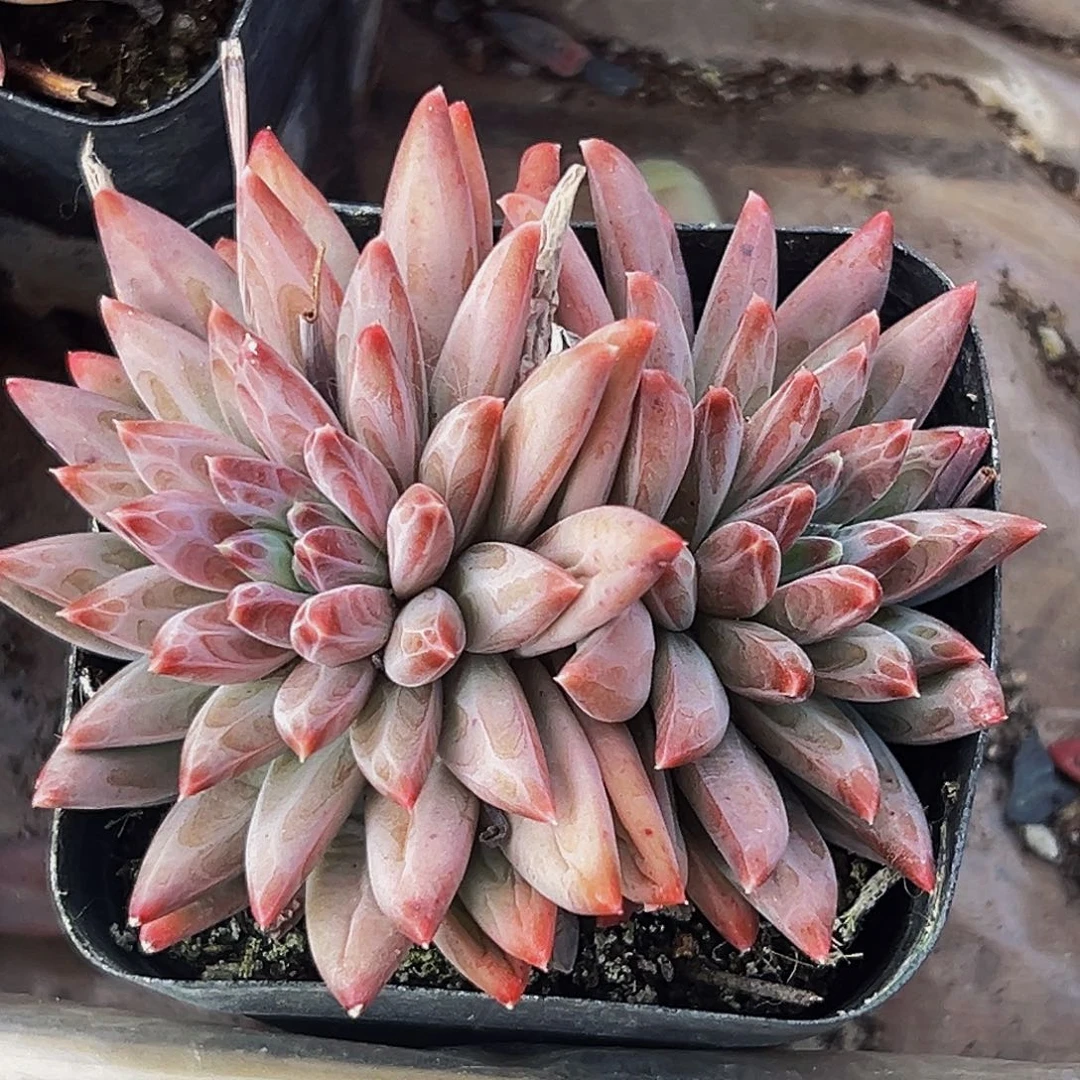 桔云多肉美人精品系列