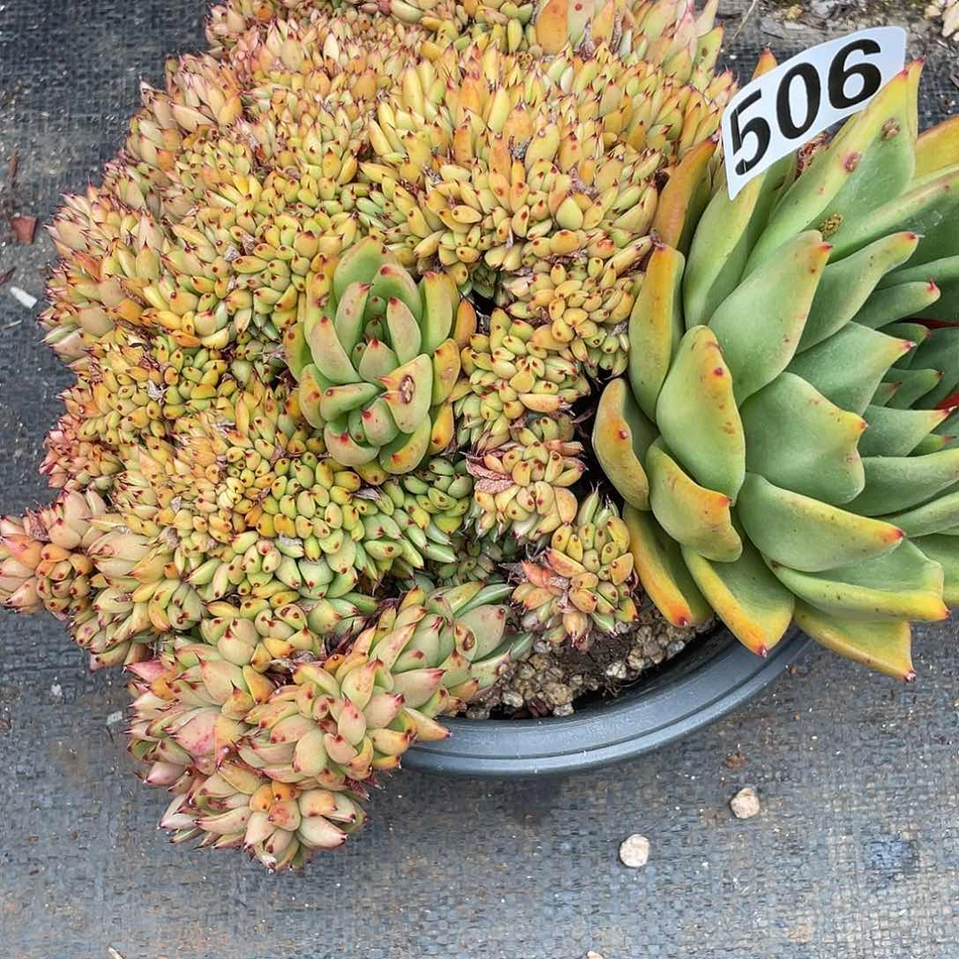 若如东云组拍506