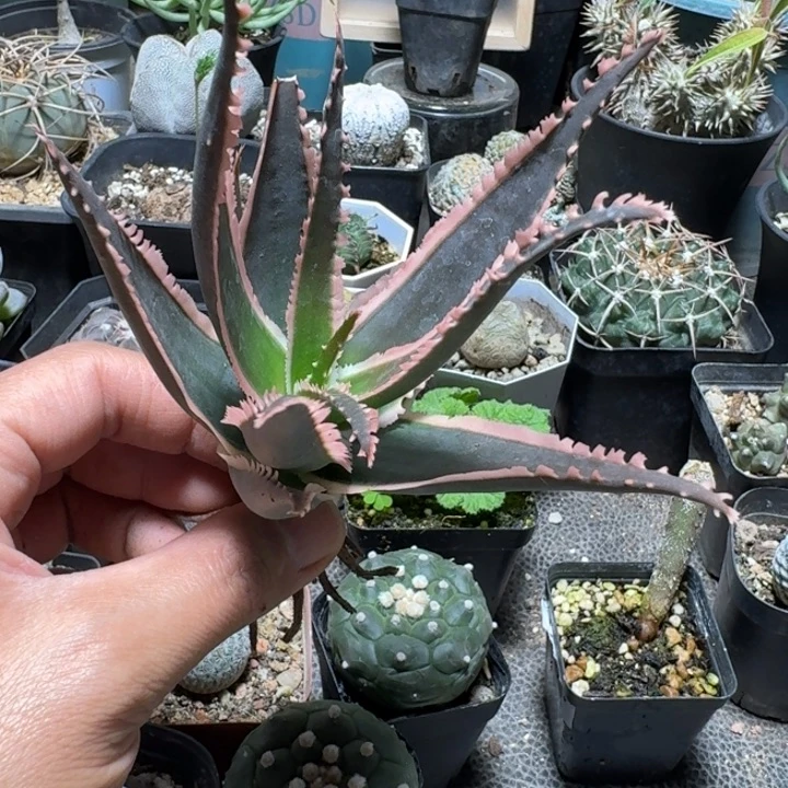 691狼牙芦荟脱土发货一个随机