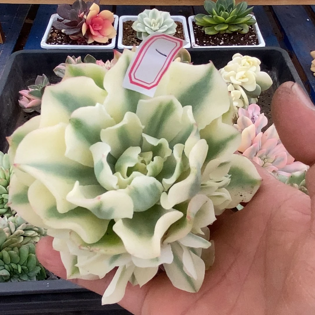 张*祥2901 海啸覆轮锦手捧型 头盖