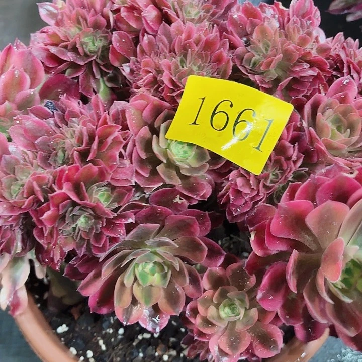 多肉植物红秀缀1661