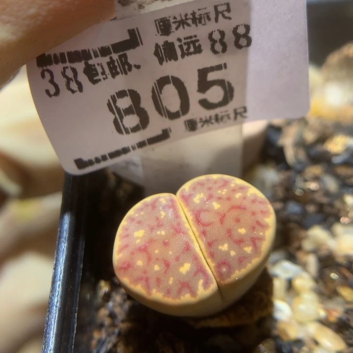 Sss一物一拍精品805