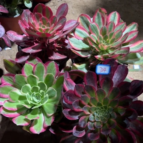 724多肉植物组合