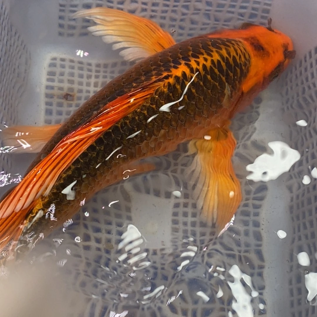 锦鲤锦鲤（无开箱视频不售后）