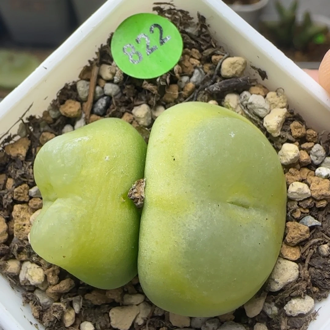 双头拉登2.3/2.8多肉植物822