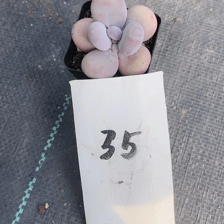 韵*35密密麻麻买买买